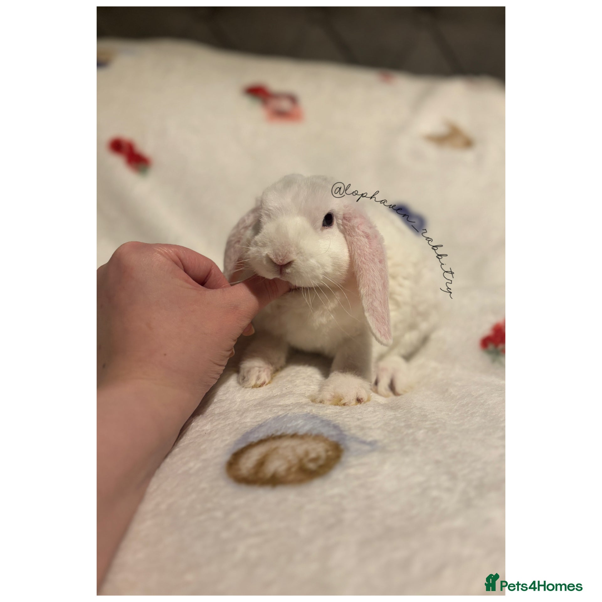 Mini Lop rabbits ✨Mini plush lops 🐑 READY NOW ✨ - Advert 1