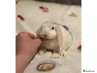 Mini Lop rabbits ✨Mini plush lops 🐑 READY NOW ✨ - Advert 1