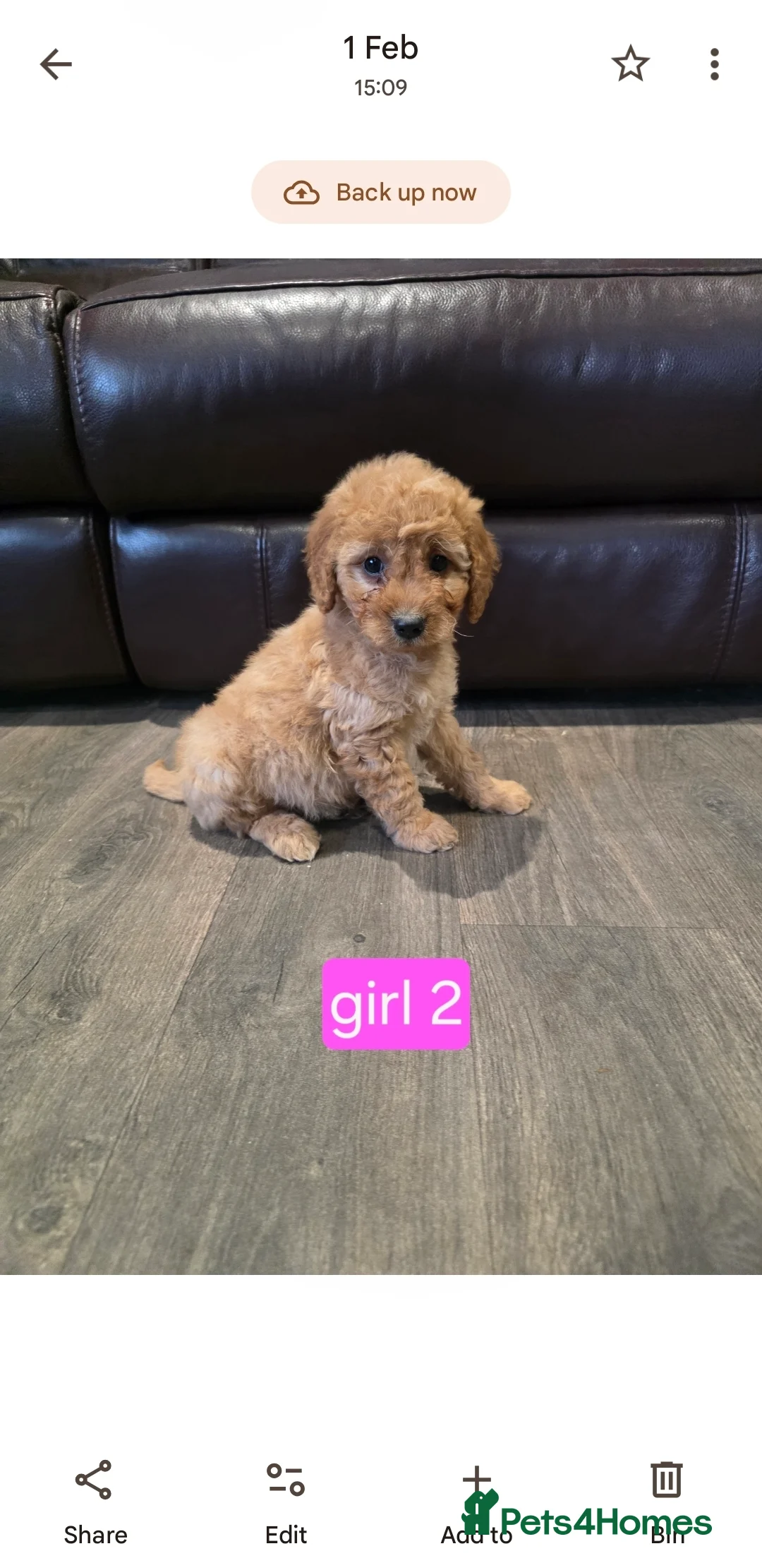 Cockapoo dogs for sale: Adorable Cockapoo pups ready to go 🐾 - Advert 11