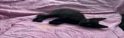 Mixed Breed cats for sale: 6 Black Kittens Ready to Leave! - Advert 10