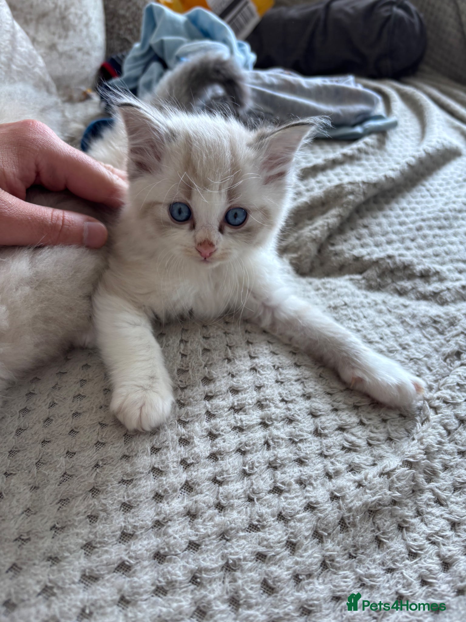 Ragdoll cats 3 Ragdoll kittens left ready - Advert 9