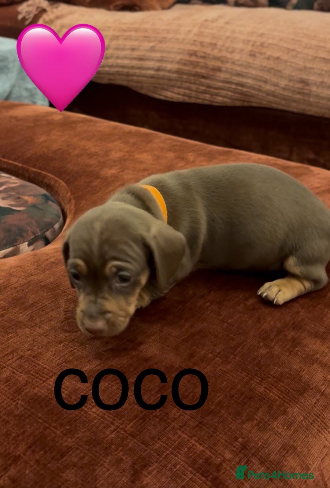 Miniature Dachshund dogs for sale: Miniature dachshund puppies  - Advert 7