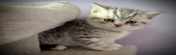 British Shorthair cats for sale: GCCF Registered British Shorthair Kittens in Spennymoor - Advert 7