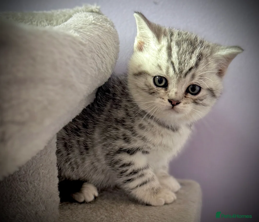 British Shorthair cats for sale: GCCF Registered British Shorthair Kittens in Spennymoor - Advert 7