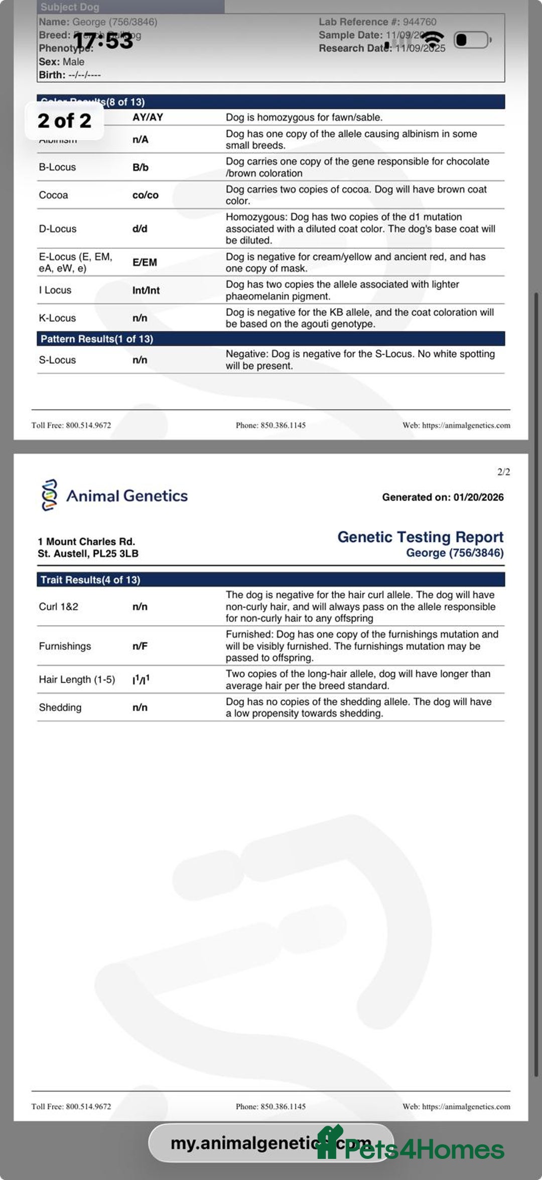French Bulldog dogs for sale: Teddy bear floodle carrying pink - Advert 4