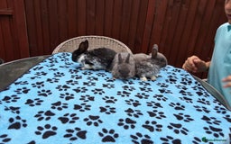 Netherland Dwarf rabbits for sale: 3 Netherland Dwarf bunnies ready 4 forever homes  - Image 2