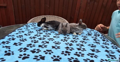 Netherland Dwarf rabbits - Advert 3