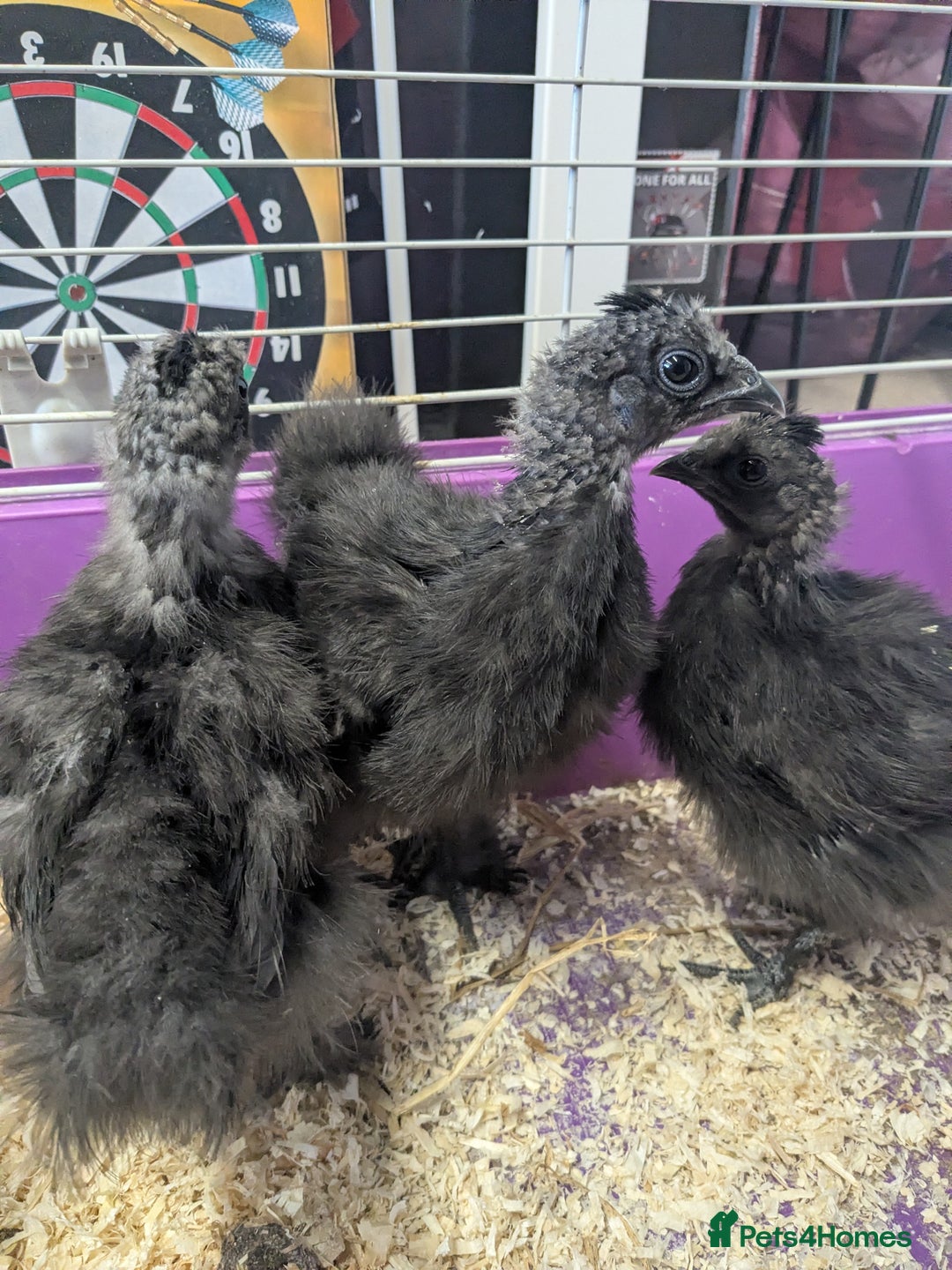 Chickens poultry for sale: Unsexed silkie chicks - Advert 3