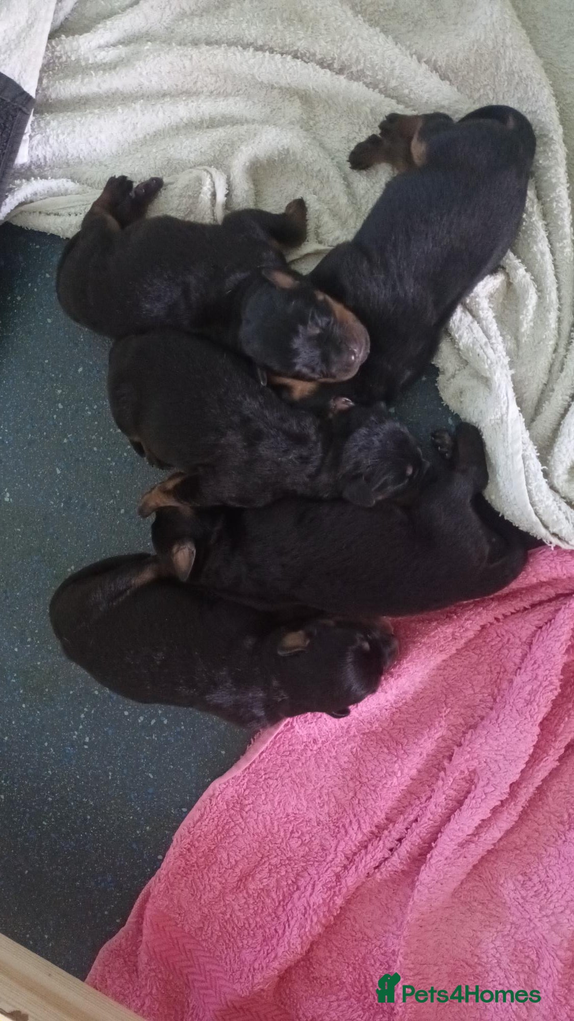 Rottweiler dogs 5 Beautiful Full Rottweiller Puppies - Advert 2