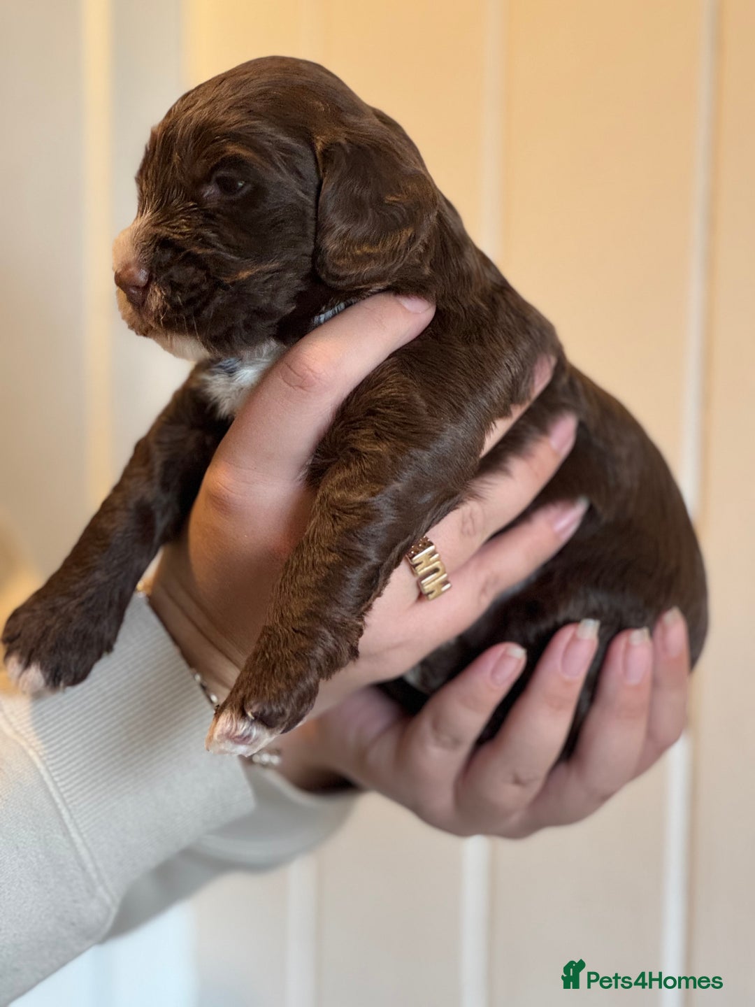 Mixed Breed dogs for sale: Labradoodle X Cocker Spaniel - Image 10