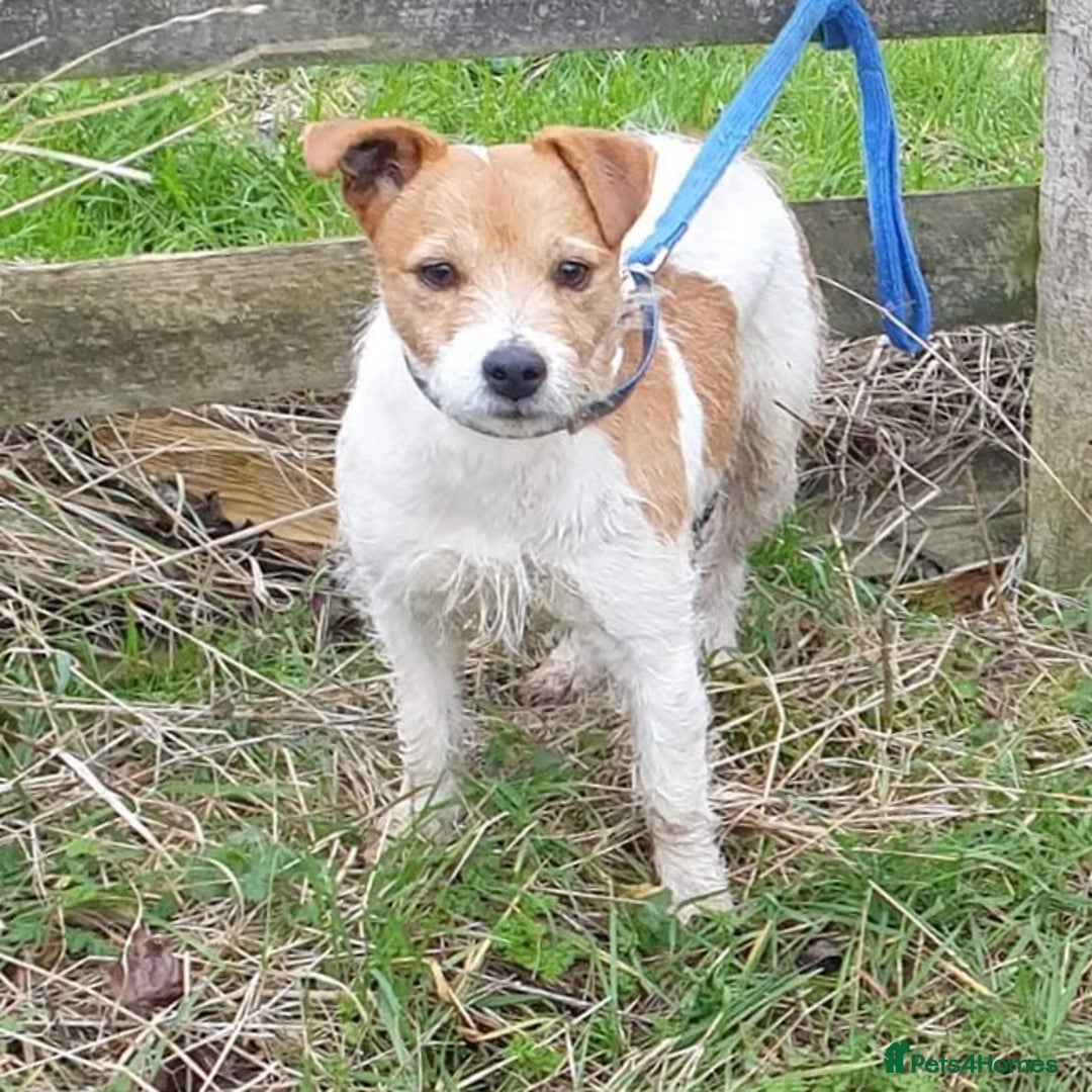 Mixed Breed dogs for sale: 💙 3 Beautiful Boys 💙 - Image 24
