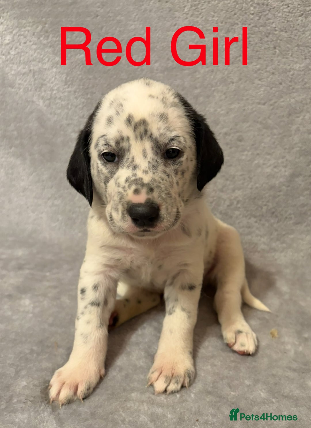 Mixed Breed dogs for sale: Pyrematian puppies - Advert 29