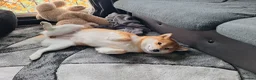 Japanese Shiba Inu dogs for sale: 1 Year & 7 Months Old Shiba Inu in Clydebank - Advert 3