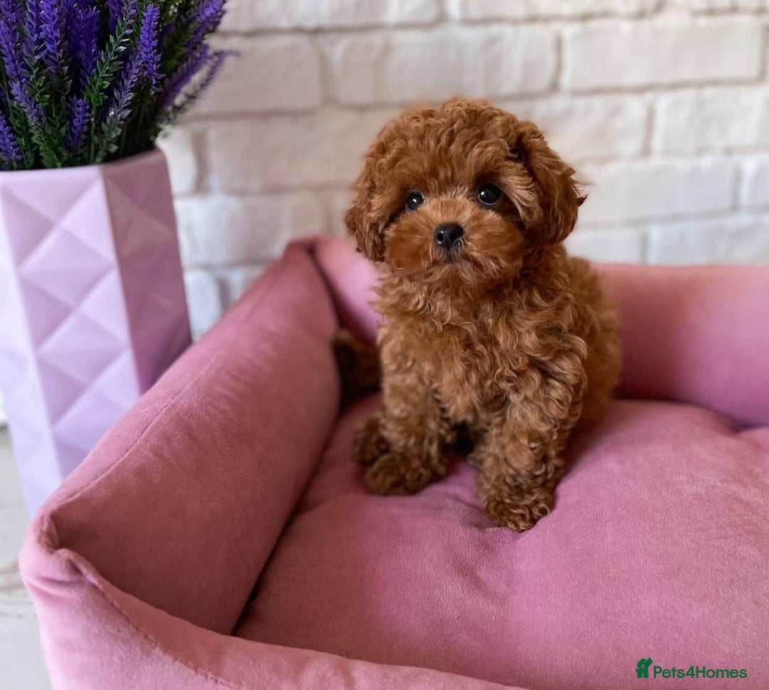 Maltipoo dogs for sale: Beautiful Best Friends Maltipoo toy puppies - Image 20