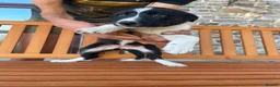 Border Collie dogs for sale: 3 Border Sheep dog Pups for Sale in Llandrindod Wells - Advert 13