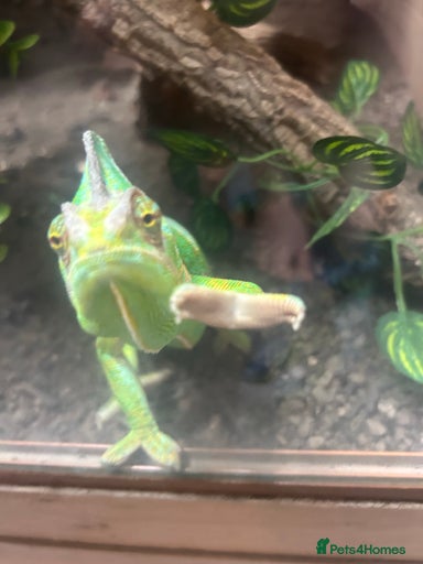 Gallery Image {{count}}