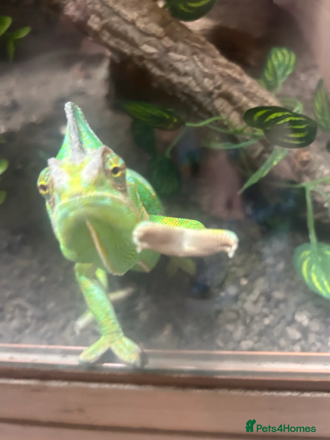 Gallery Image {{count}}