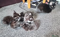 Mixed Breed cats for sale: British Bombay mixed  - Image 6