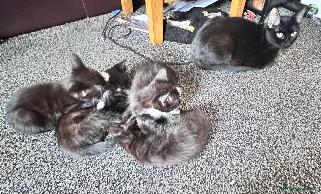 Mixed Breed cats for sale: British Bombay mixed  - Image 6