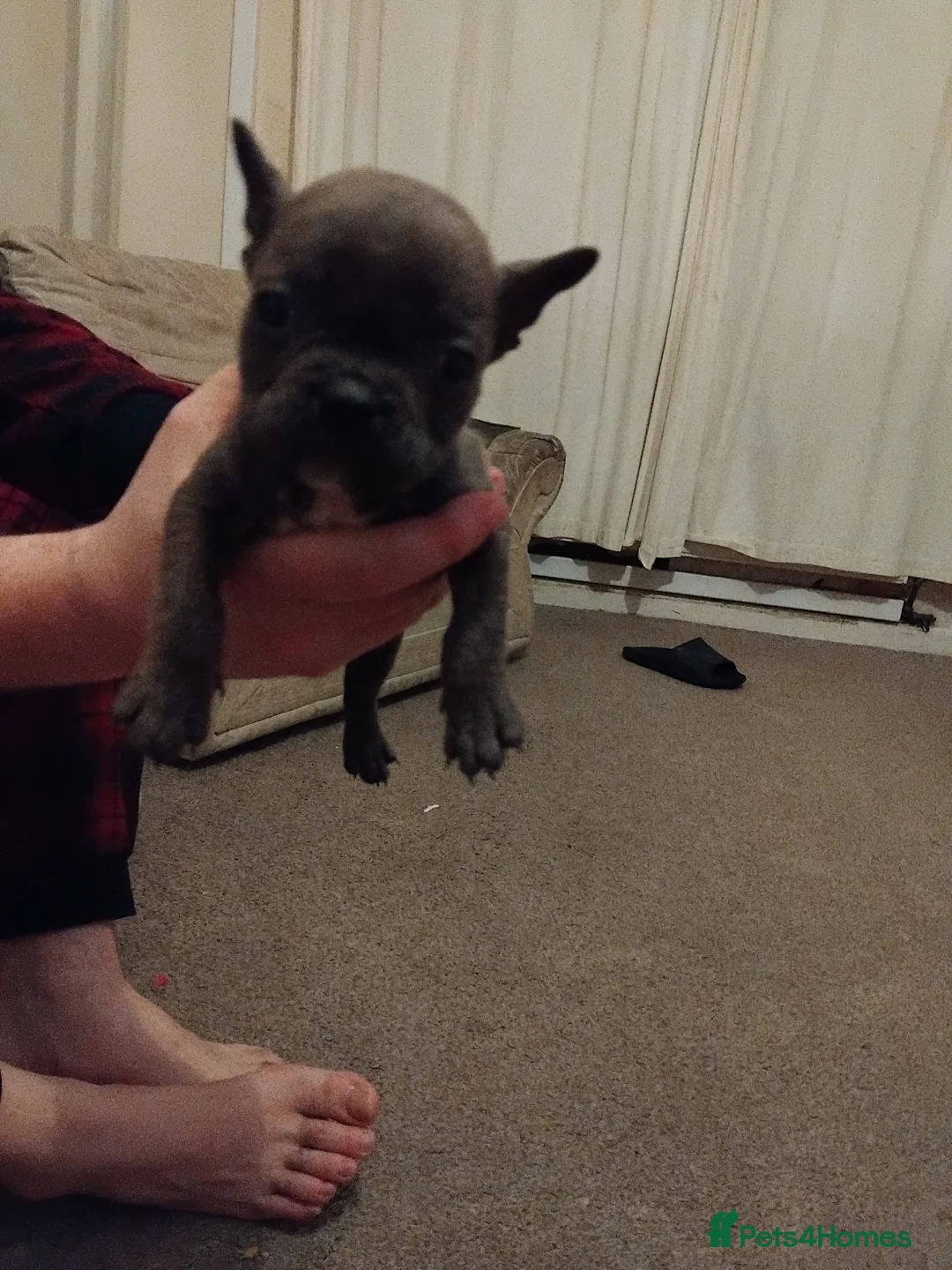 Mixed Breed dogs for sale: Two puppies for sale - Advert 2