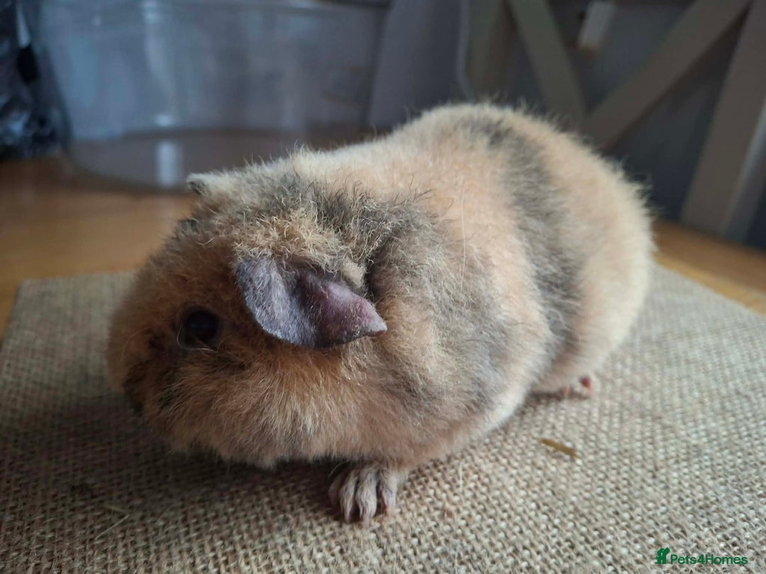 Guinea Pig rodents for sale: Teddy baby boars brothers  - Advert 6