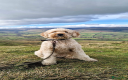Goldendoodle dogs for sale: Goldendoodle pups via POLICE dog behaviourist  - Image 6
