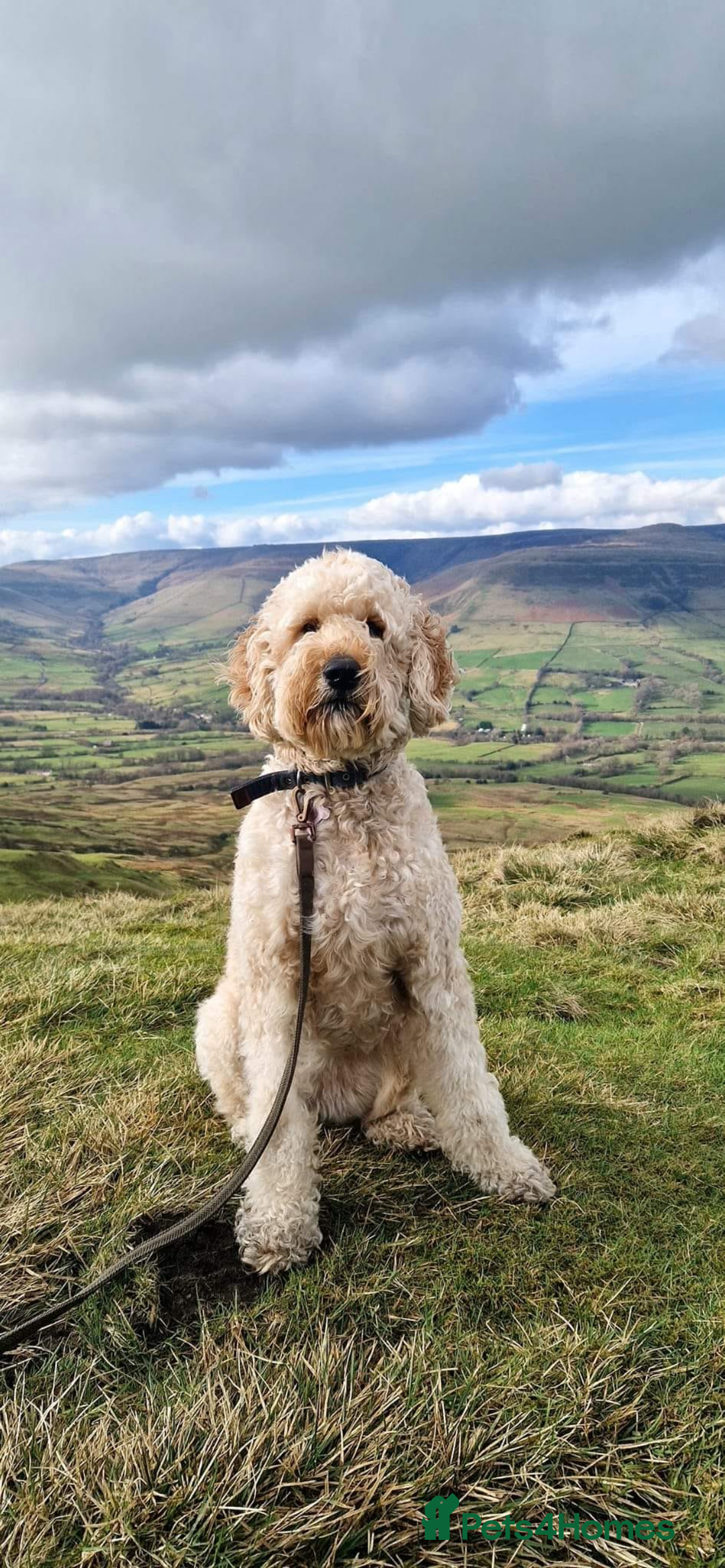 Goldendoodle dogs for sale: Goldendoodle pups via POLICE dog behaviourist  - Image 6