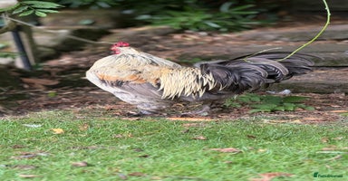 Chickens poultry - Advert 4