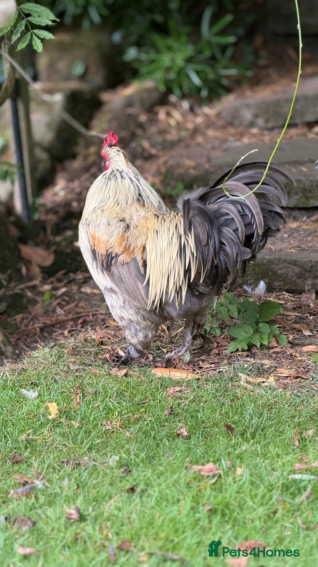 Chickens poultry for sale: 4 VERY HANDSOME HAND REARED SILKY MIX COCKERELS  - Image 3
