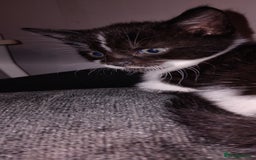 Mixed Breed cats for sale: 3 Kittens for Sale  - Image 4