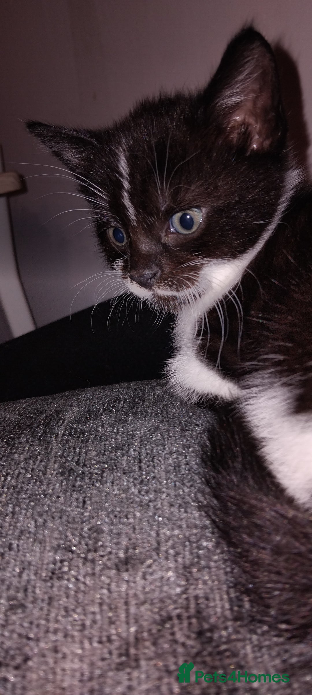 Mixed Breed cats for sale: 3 Kittens for Sale  - Image 4