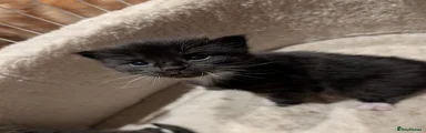 The Tuxedo Kitten