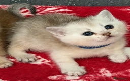 British Shorthair cats for sale: Stunning BSH golden silver kittens TICA - Image 8