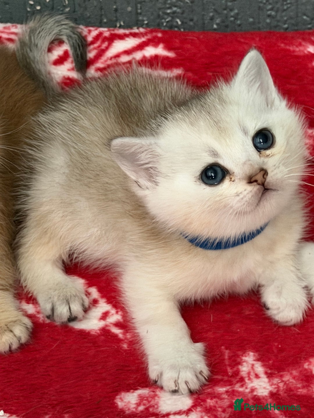 British Shorthair cats for sale: Stunning BSH golden silver kittens TICA - Image 8