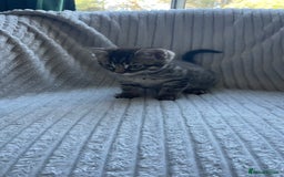 Mixed Breed cats for sale: Tabby kittens for sale - Image 5