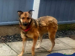 Mixed Breed dogs in Tipton - Advert 8