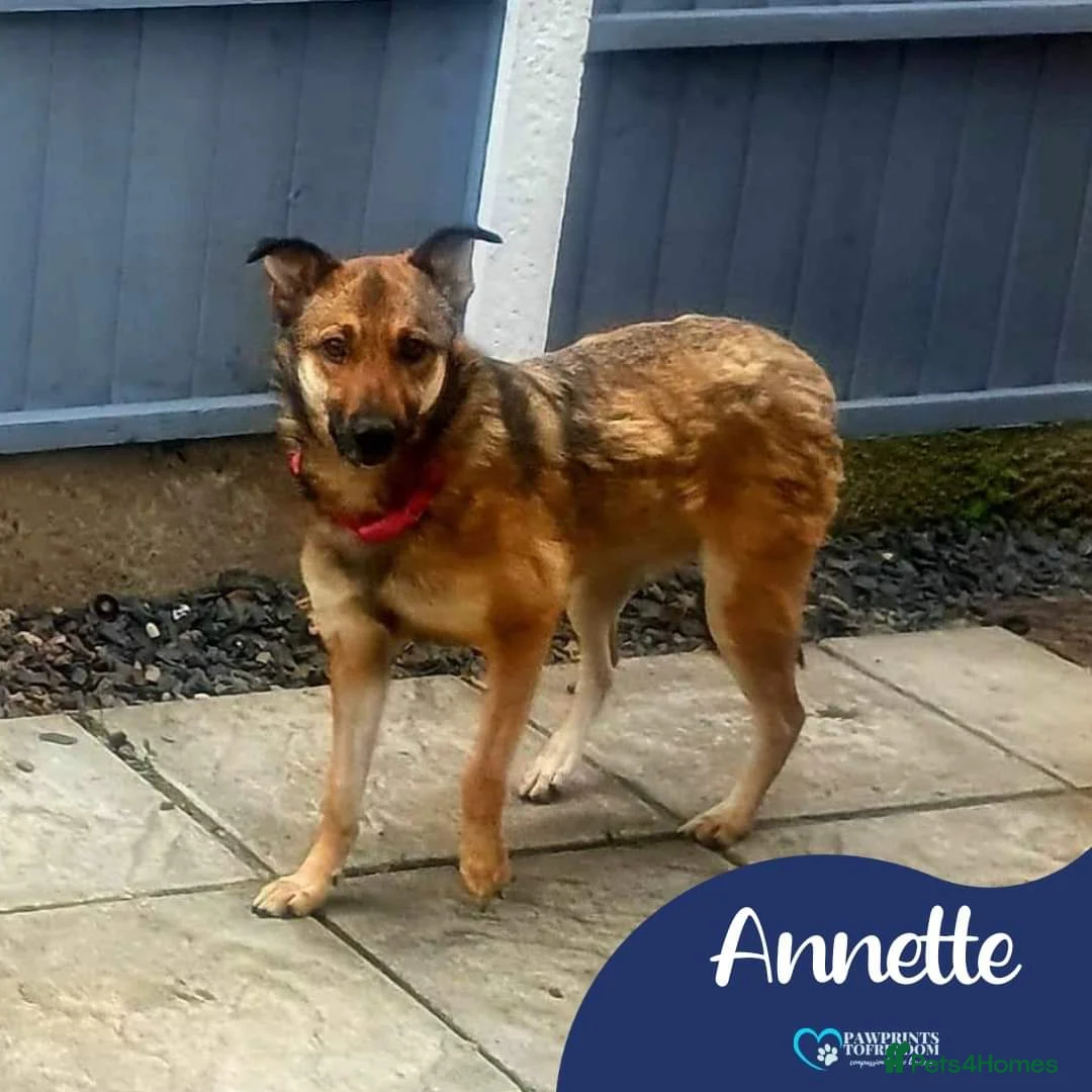 Mixed Breed dogs for adoption: Meet Annette, currently residing in West Midlands  in Tipton - Advert 1