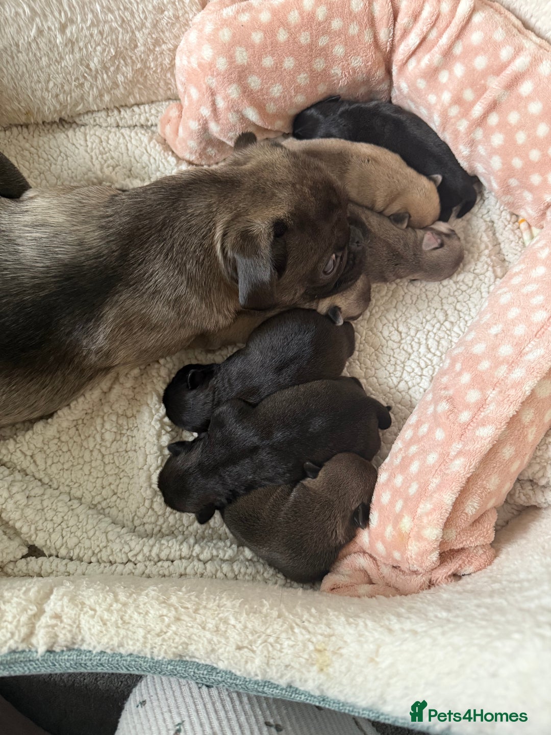 Pug dogs for sale: £500 pug puppies - Image 13