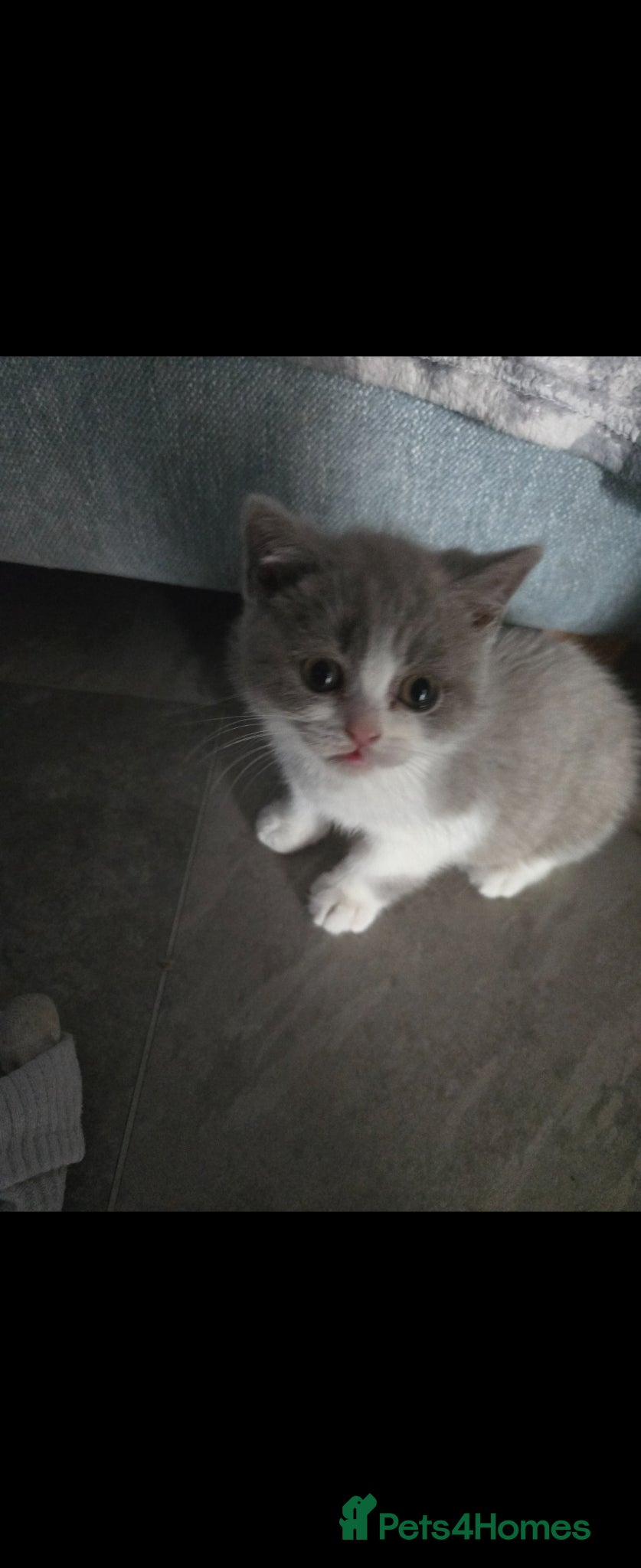 British Shorthair cats  british shorthairs ready now 2 boy 1 girl - Advert 2