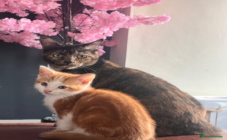 Mixed Breed cats - Advert 10