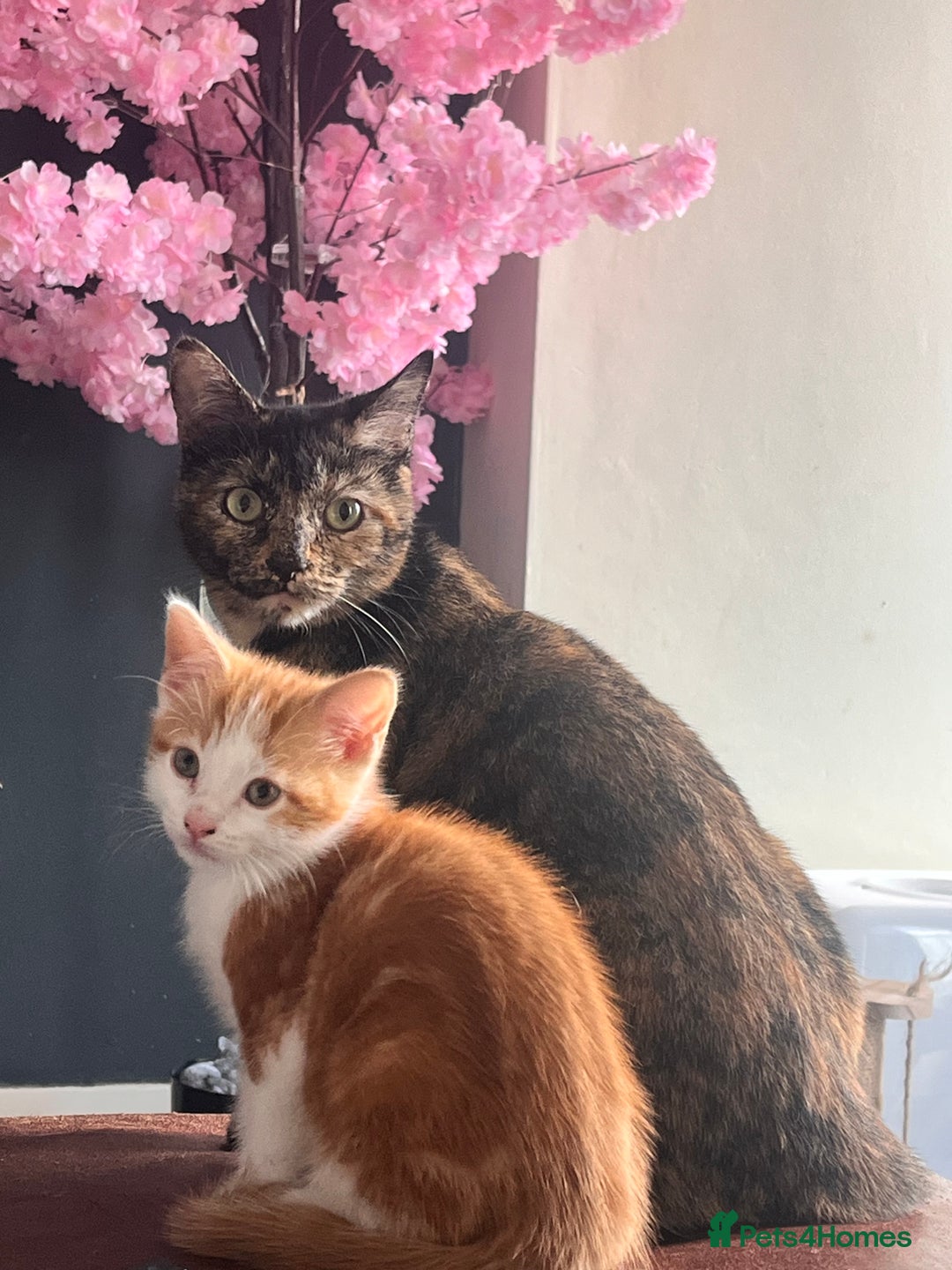 Mixed Breed cats for sale: Ginger mixed breed kittens - Image 1
