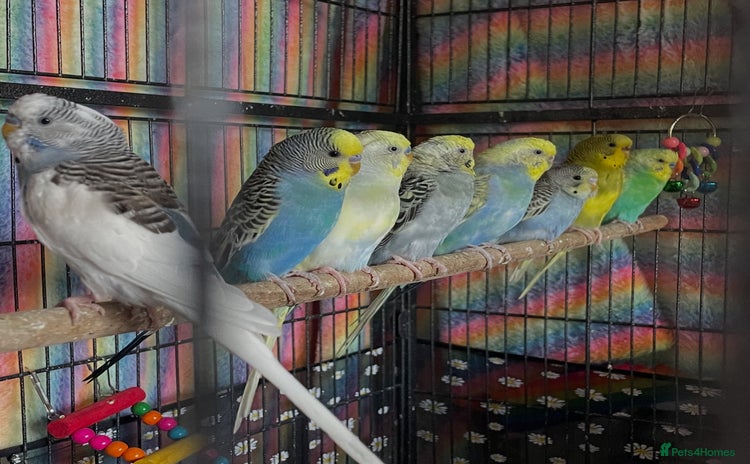 Budgerigars birds - Advert 14