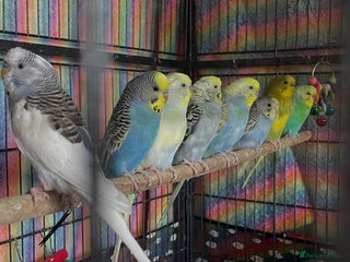 Budgerigars birds - Advert 3