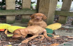 Hungarian Vizsla dogs for sale: PEDIGREE VIZSLA PUPS HIP & ELBOW TESTED PARENTS   - Image 25