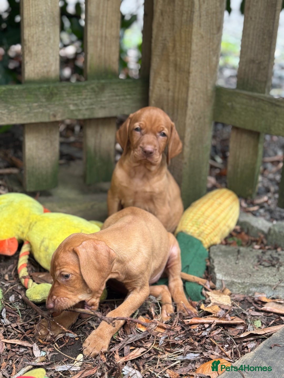 Hungarian Vizsla dogs for sale: PEDIGREE VIZSLA PUPS HIP & ELBOW TESTED PARENTS   - Image 25