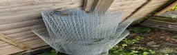 Finches birds for sale: Finches and x2 Quail - Advert 10