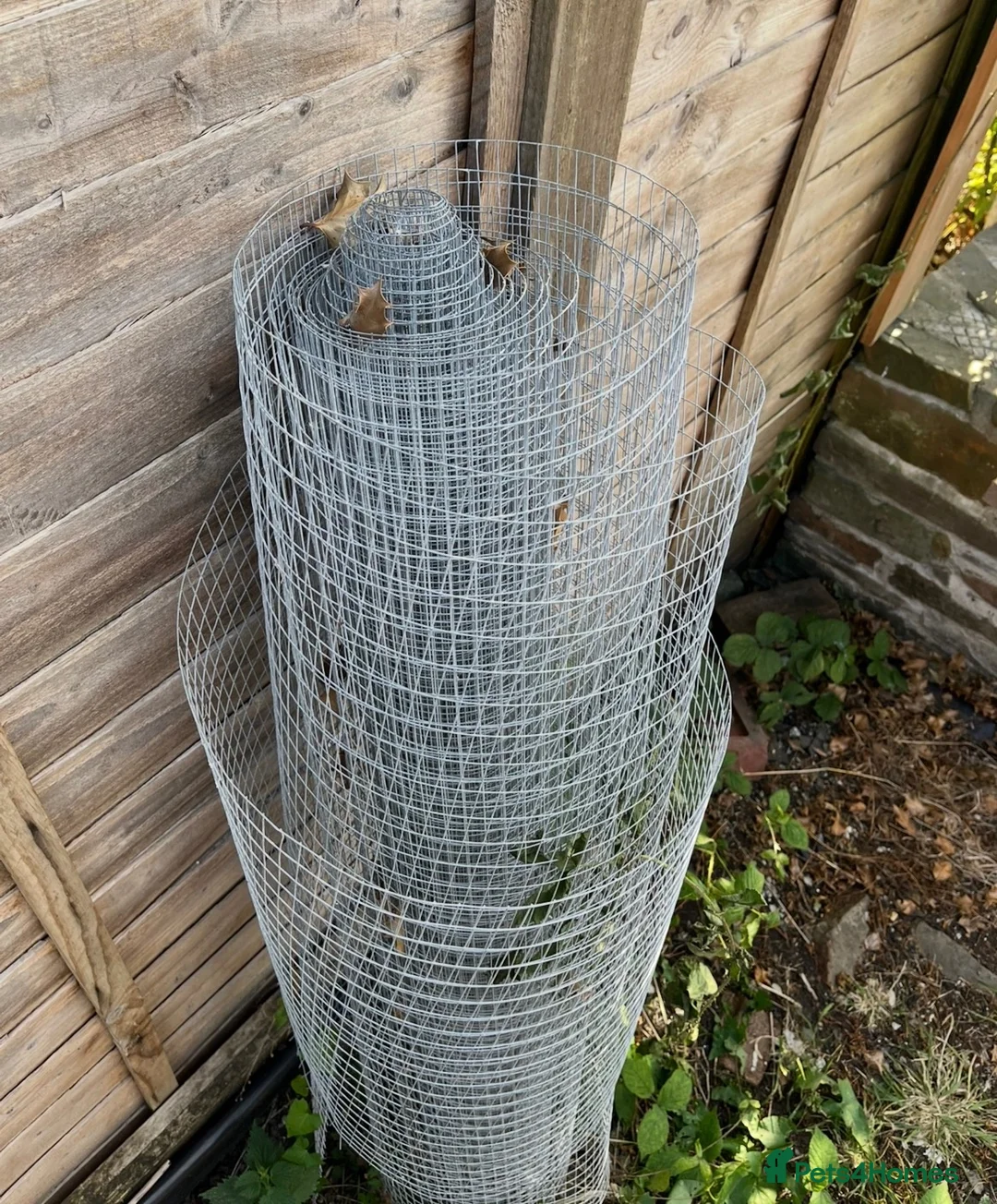 Finches birds for sale: Finches and x2 Quail - Advert 10
