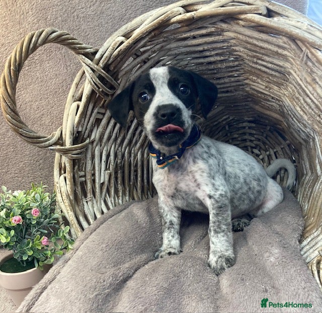 Mixed Breed dogs Ready now! Cocker Jack puppies  - Advert 1