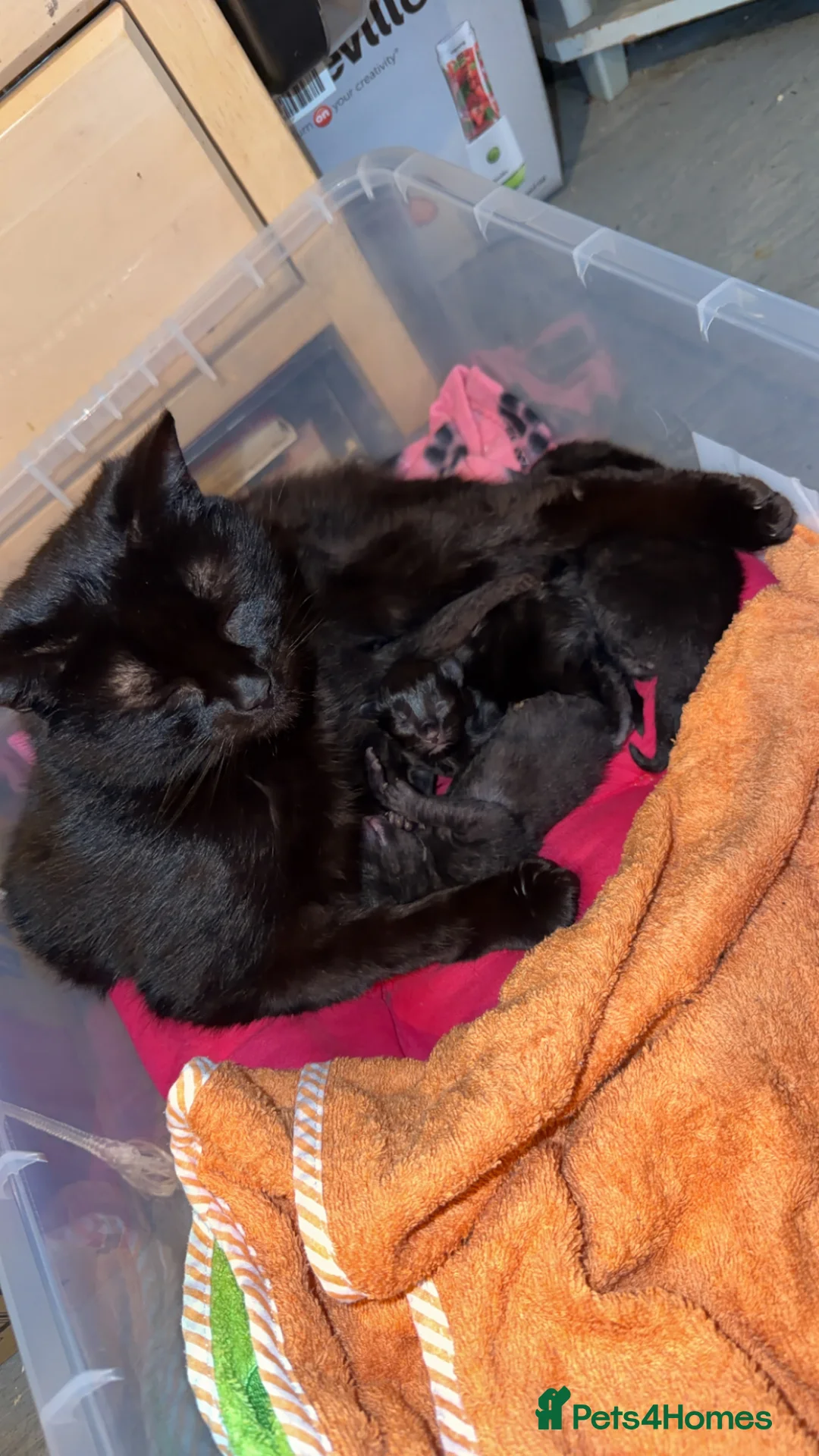 Mixed Breed cats for sale: Beautiful black kittens in Rotherham - Advert 10