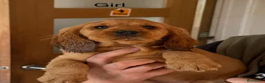 Cocker Spaniel Puppy 3